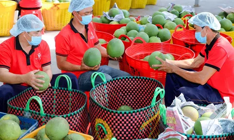 Xuất khẩu rau quả kỳ vọng vượt mốc 7 tỷ USD khi trái cây Việt rộng cửa vào thị trường Đông Bắc Á