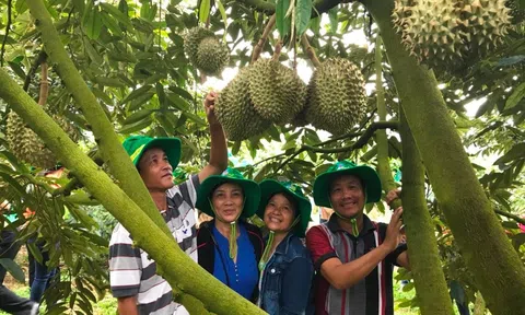 Cơ hội để sầu riêng Việt Nam tăng tốc xuất khẩu, nhà vườn cần loại bỏ những 'rác thải' gây nhiễm chì