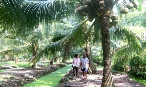 Vùng dừa Trà Vinh đã sẵn sàng các điều kiện để xuất khẩu sang thị trường Trung Quốc