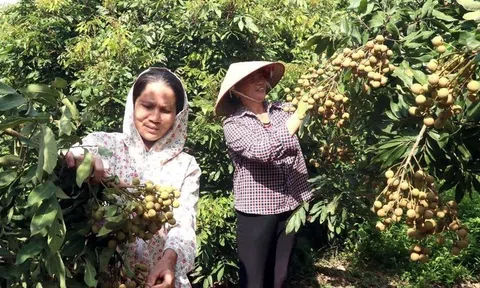 Bảo tồn phát triển giống nhãn cổ đặc sản, Hưng Yên gia tăng giá trị vùng nhãn