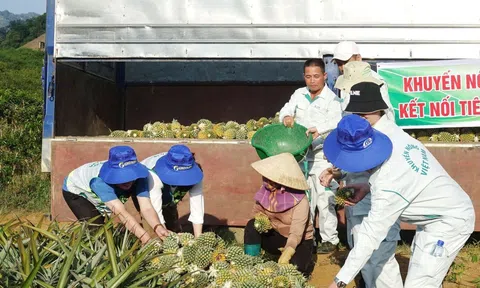 Tổ khuyến nông cộng đồng giúp phát triển vùng nguyên liệu đảm bảo chất lượng xuất khẩu