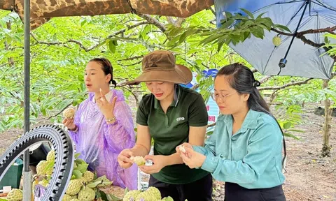 Lễ hội Võ Nhai mùa na chín khởi động với chương trình livestream thu hút 6 triệu lượt xem