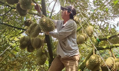 Sầu riêng vượt mốc 100 nghìn đồng/kg, dự kiến tiếp tục sốt giá khi Tây Nguyên bước vào thu hoạch