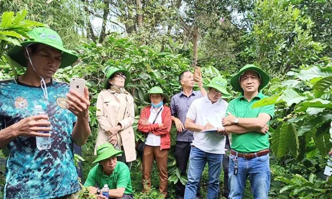 Phát triển vùng cảnh quan bền vững, giảm phát thải trên cây cà phê Tây Nguyên