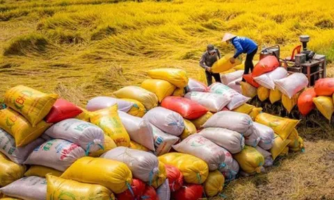 Qua 7 tháng Việt Nam xuất khẩu 5,18 triệu tấn gạo đạt giá trị 3,27 tỷ USD