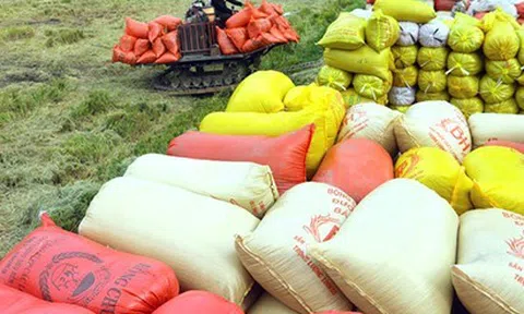 Nông dân Hậu Giang thu lợi nhuận bình quân 41,7 triệu đồng/ha trong vụ lúa Đông Xuân