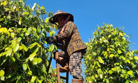 Giá hồ tiêu tháng 7 tăng hơn 120% so với cùng kỳ khiến doanh nghiệp xuất khẩu chịu áp lực kép