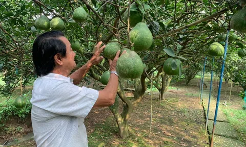 Tỉnh Đồng Nai ưu tiên phát triển nông nghiệp hữu cơ theo chuỗi liên kết gắn sản xuất với tiêu thụ