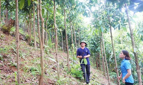 Thái Nguyên phát triển vùng quế vừa phủ xanh rừng vừa tăng thu nhập cho người dân