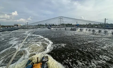 Cà Mau phấn đấu đến 2025, tổng sản lượng tôm đạt 280.000 tấn, kim ngạch xuất khẩu 1,4 tỷ USD