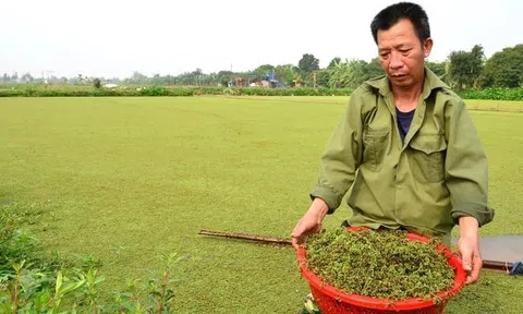 Nhận diện vai trò của bèo hoa dâu trong phát triển nông nghiệp xanh giảm phát thải