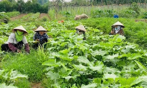 Thúc đẩy liên kết chuỗi trong sản xuất nông sản hữu cơ đảm bảo tăng thu nhập