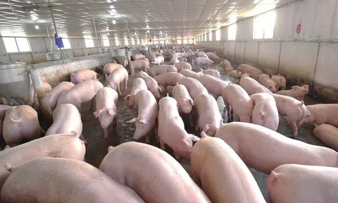 Liên kết chăn nuôi nông hộ trong xu thế doanh nghiệp chăn nuôi FDI đang chiếm tỷ lệ áp đảo