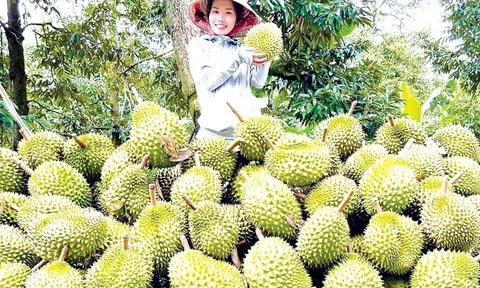 Sầu riêng tăng diện tích vượt quy hoạch đến 2030, Tiền Giang quyết chặn đà tăng trưởng nóng