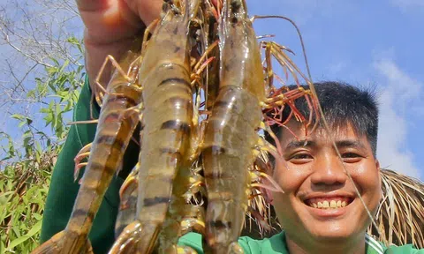 Nhờ nuôi tôm thuận thiên, nông dân Hậu Giang thu nhập cao gấp 3 lần trồng lúa