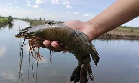 Tôm - lúa Cà Mau đạt thêm chứng nhận BAP giúp con tôm rộng đường xuất khẩu