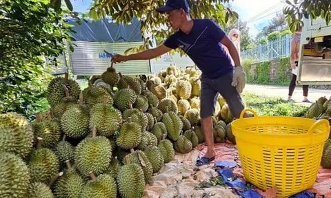 Vựa sầu riêng Khánh Sơn dự kiến thu về trên 1.000 tỷ đồng, nhiều nông dân bỏ túi tiền tỷ