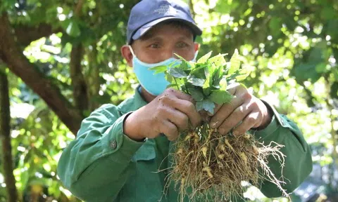 Nâng tầm giá trị, thương hiệu sâm Việt Nam cần phải thống nhất từ tên gọi sản phẩm