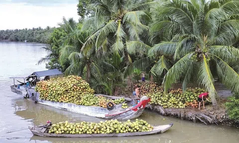Phát triển bền vững chuỗi giá trị ngành hàng dừa và tham gia thị trường tín chỉ carbon