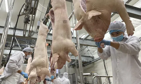 Nỗ lực xây dựng những vùng chăn nuôi an toàn gia tăng thị phần xuất khẩu