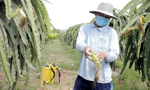 Lo dội chợ, người trồng thanh long bỏ sản xuất chính vụ, chờ nghịch vụ