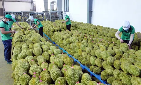 Trái cây Việt Nam xuất khẩu tại 60 nước, đạt kim ngạch xuất khẩu trên 3,8 tỷ USD