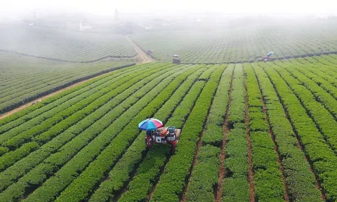 Hợp tác nông nghiệp Việt-Nhật theo hướng nâng cao chất lượng gắn với tăng trưởng xanh