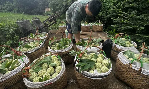 Na Chi Lăng vào vụ thu hoạch, giá bán tăng vọt nhờ đạt chuẩn GlobalGAP, VietGAP