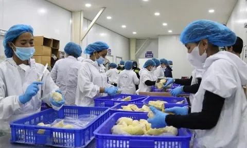 Chính thức cấp phép sầu riêng đông lạnh sang Trung Quốc