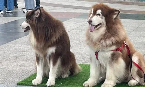 Chỉ đạo xử lý tình trạng ngược đãi vật nuôi phục vụ du khách ở thành phố Đà Lạt