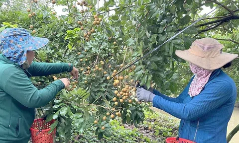 Xây dựng mã số vùng trồng và liên kết sản xuất đưa trái cây Cần Thơ đến các thị trường xuất khẩu