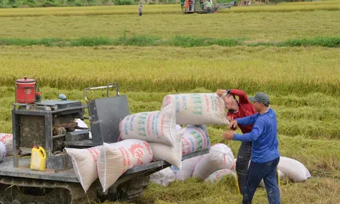 Phó Thủ tướng: 'Nông nghiệp bảo đảm vững chắc an ninh lương thực quốc gia và duy trì xuất khẩu'