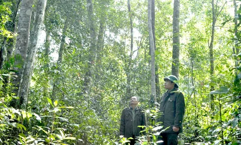 Thị trường tín chỉ carbon: Từ khung pháp lý, cách vận hành và nhân lực cần được chuẩn bị ngay từ bây giờ