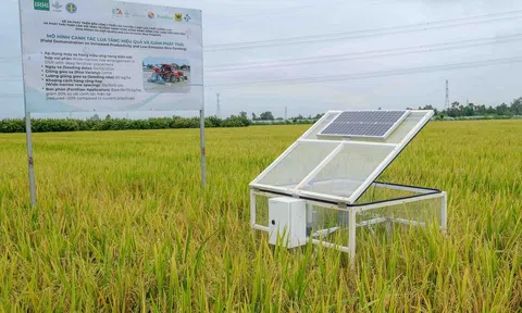 Phát triển bền vững 1 triệu ha lúa chuyên canh chất lượng cao cần vào cuộc với tinh thần 'cách mạng'