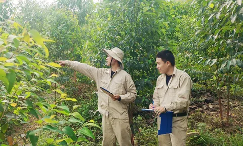 Việt Nam phấn đấu đạt khoảng 1 triệu ha rừng được cấp chứng chỉ quản lý rừng bền vững vào năm 2030