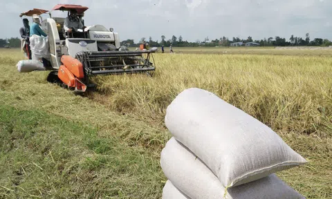 Tìm giải pháp tiếp cận tài chính và thị trường tín chỉ carbon cho ngành lúa gạo Việt Nam