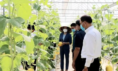 Hà Nội nâng cao chất lượng nông sản đa dạng kênh bán hàng đáp ứng nhu cầu thị trường