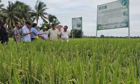 Mô hình canh tác lúa chất lượng cao tại Đồng Tháp được đánh giá cao và tiếp tục hỗ trợ triển khai