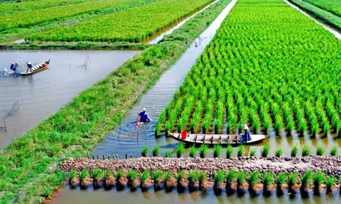 Canh tác lúa theo hướng "thuận thiên", ĐBSCL sẽ giảm phát thải gần 11 triệu tấn CO2 mỗi năm