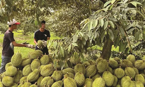 Các mặt hàng chủ lực tăng mạnh giúp ngành nông nghiệp xuất siêu hơn 11,8 tỷ USD trong 8 tháng năm 2024