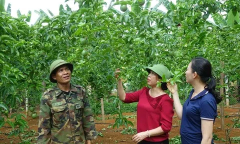 Triển vọng từ những mô hình thâm canh cây ăn quả VietGAP ở vùng Tây Bắc