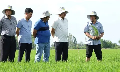 Quản lý hiệu quả nguồn nước là điều tiên quyết để thực hiện Đề án 1 triệu ha lúa chất lượng cao giảm phát thải