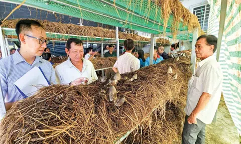 Tạo ra 24 triệu tấn rơm rạ mỗi năm, vùng ĐBSCL sẽ thu về nguồn lợi khổng lồ nhờ kinh tế tuần hoàn