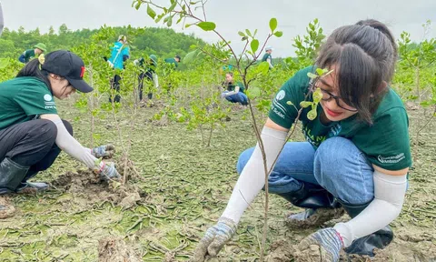 Giải pháp nào biến "bể carbon xanh" thành “mỏ vàng bền vững” rừng ngập mặn Cần Giờ?