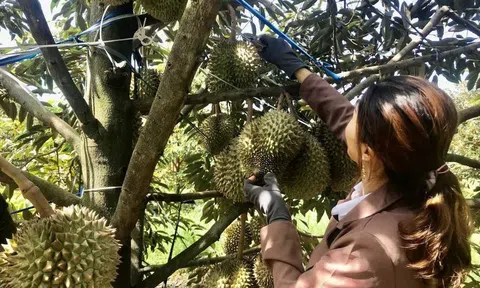 Xây dựng hệ sinh thái sầu riêng bền vững phá 'điểm nghẽn' từ chất lượng tới thị trường xuất khẩu