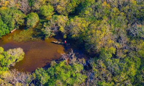 Rừng ngập mặn là bể carbon xanh như tấm lá chắn giúp giảm khí thải gây hiệu ứng nhà kính