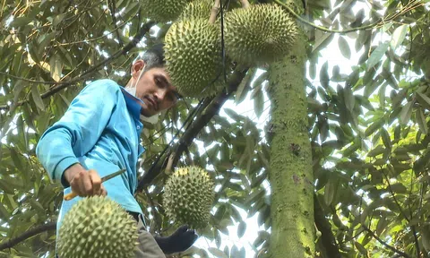 Diện tích trồng sầu riêng tăng mạnh nhưng được cấp mã số còn khiêm tốn là rào cản cho xuất khẩu