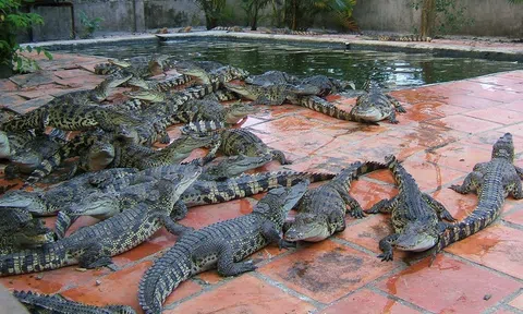 Xuất khẩu chính ngạch - động lực để nghề nuôi cá sấu Việt Nam phát triển theo hướng bền vững