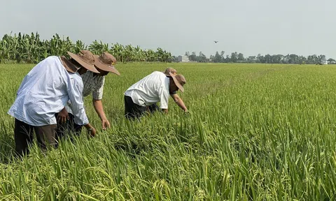 Tiềm năng thị trường tín chỉ carbon tại Việt Nam, doanh nghiệp đang thiếu nhiều yếu tố và gặp không ít thử thách
