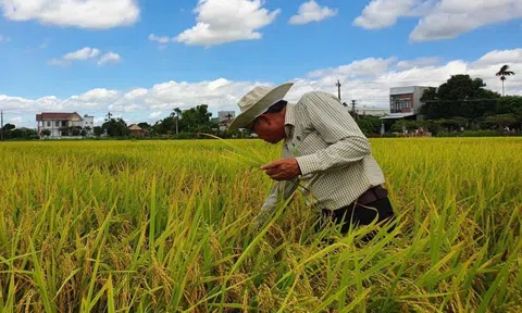 Có doanh nghiệp bao tiêu, Long An vững tâm đẩy mạnh canh tác lúa chất lượng cao và phát thải thấp